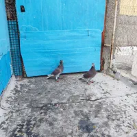 کبوتر|پرنده|برازجان, |دیوار