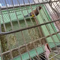سهره ماده جوجه قفس