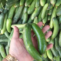 خیار محلی ۲۸ت، ۲۰ت و ۱۵ت|حراج|جهرم, |دیوار