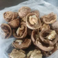 گردو درجه یک|عمده‌فروشی|شیروان (خراسان), |دیوار
