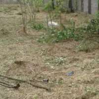 چمن زنی تیم یکنفره و دو نفره|خدمات نظافت|لاهیجان, امیرشهید|دیوار