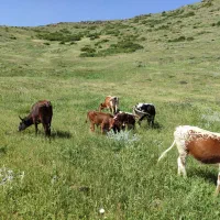 یک‌گاوشیری‌‌جوان