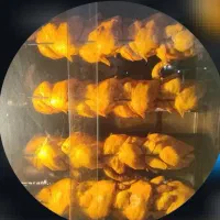 پاچینی و کنتاکی ماندگار.