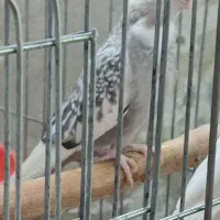 عروس هلندی ماده ابلغ آلبینو،وایت،ابلغ|پرنده|شیراز, سلطان آباد|دیوار