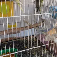 مرغ عشق پروانه ای، فنچ|پرنده|تبریز, |دیوار