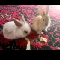 خرگوش لوپ|موش و خرگوش|سبزوار, جوادیه شرقی|دیوار