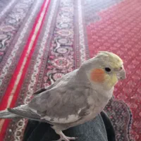 طوطی عروس هلندی نر|پرنده|پارسآباد, |دیوار