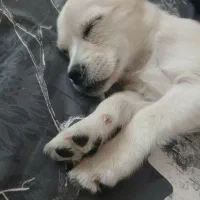 سگ باهوش و بازیگوش ۳ میلیون تومان