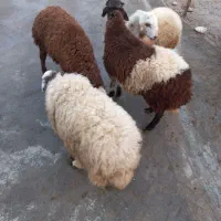 بره نر کشتار