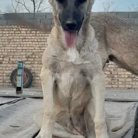 واگذاری سگ سرابی|سگ|ری, علایین|دیوار