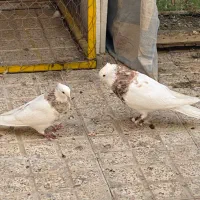 کبوتر طوقی|پرنده|خمینی‌شهر, |دیوار