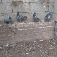 کبوتر