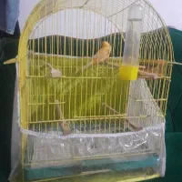 قناری نر|پرنده|گرگان, |دیوار