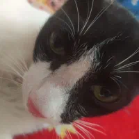 گربه گمشده|گربه|بندر گناوه, |دیوار