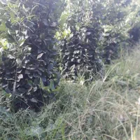 یاس ، یاس زمینی ، گل یاس|گل و گیاه طبیعی|کلاچای, |دیوار