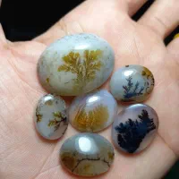 مجموعه‌ی ۶ عددی شجر قائن