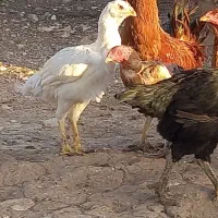 مرغ لاری ومعمولا وخروس