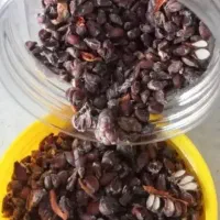 فروش ۴۰ کیلو به دانه جنگلی