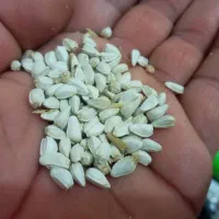 گلرنگ درجه یک ارسنجان