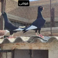 دو جفت کبوتر سیاه کمیاب|پرنده|نقده, |دیوار