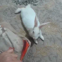 خرگوش