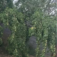 باغ ویلا معین آباد|فروش خانه و ویلا|مشهد, کلاکوب|دیوار