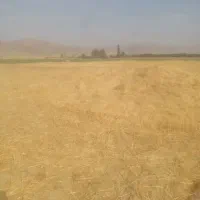 کاه گندم