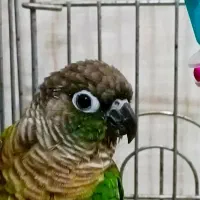 طوطی گیرینچیک دستی