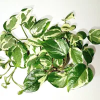 قلمه گل پتوس ابلق، ارتشی، قاشقی، کاکتوس، زیپلین|گل و گیاه طبیعی|تهران, صادقیه|دیوار