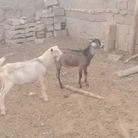 بزغاله سانن