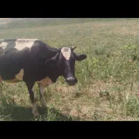 شهرستان سراب بخش مهربان