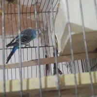 مرغ عشق نر