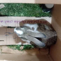 خرگوش|موش و خرگوش|بیرجند, |دیوار