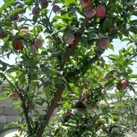 باغچه-508متری-در-ارمبویه