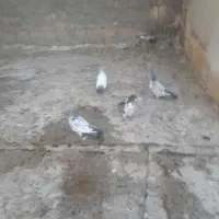 کبوتر کاشونی|پرنده|اصفهان, ارغوانیه|دیوار