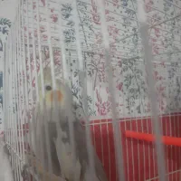 عروس هلندی فروشی|پرنده|سلامی, |دیوار