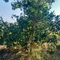 پرتقال تامسون تقربا زرد شدش پوست نازک شیرین ۴۵۰۰۰|خوردنی و آشامیدنی|هادی شهر, |دیوار