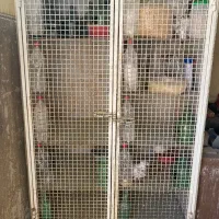 کبوتر گنجه بر|پرنده|تهران, یوسف‌آباد|دیوار