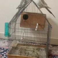 یک جفت عروس هلندی|پرنده|تهران, سبلان (لشگر)|دیوار