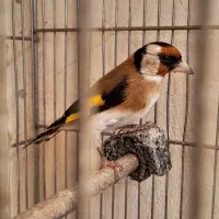 جوجه سهره نر امسال شیک و زیبا|پرنده|ماهیدشت, |دیوار