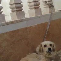 کاتینا سگ خانگی