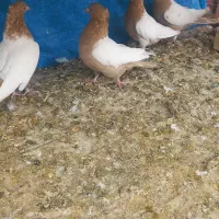 جوجه سینه ای|پرنده|لنجان, |دیوار