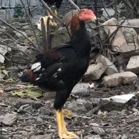 جوجه خروس لاری