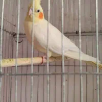 عروس هلندی زعفرانی و لیتینو