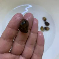 آف ویژه و فروش زمستانه ماهی سالن پرورش بهزادآکوا|ماهی|مشهد, کوی راد|دیوار