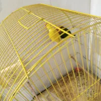 نیاز به پول