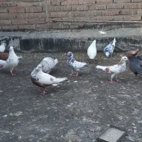 کفتر قلمی و گرفتنی خوب