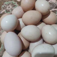 تخم مرغ محلی تازه ایلام