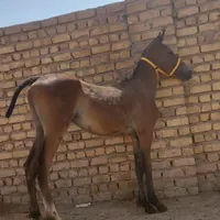 کره اسب نریان آینده دار|اسب و تجهیزات اسب‌سواری|رشت, آزادگان|دیوار