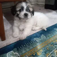 سگ  نژاد شیتزو